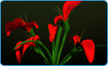 3D Interior Designs 