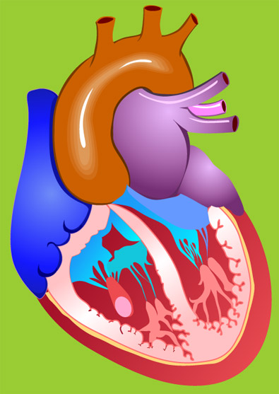 Heart Medical Illustrations samples